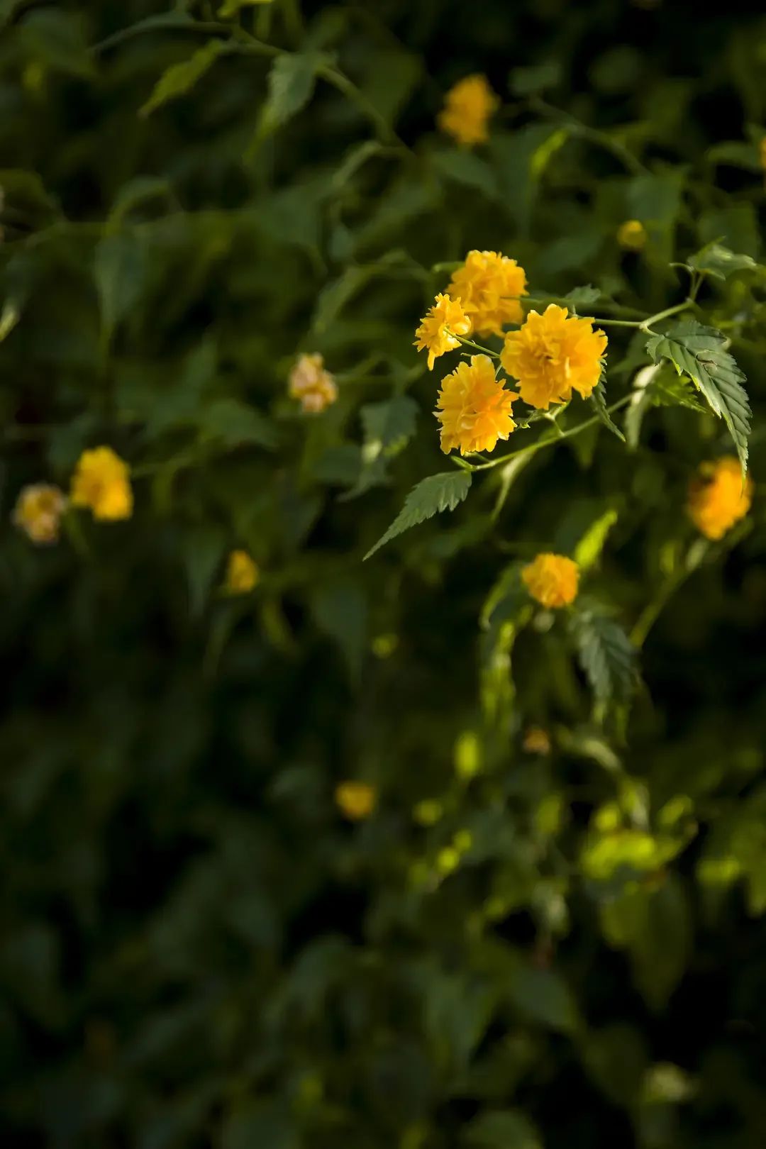 a50686256395a94e608ec303b0df1c39.jpg a50686256395a94e608ec303b0df1c39.jpg